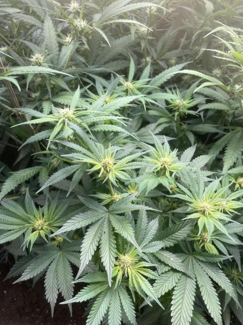 SP3000 300W LED. Week 12