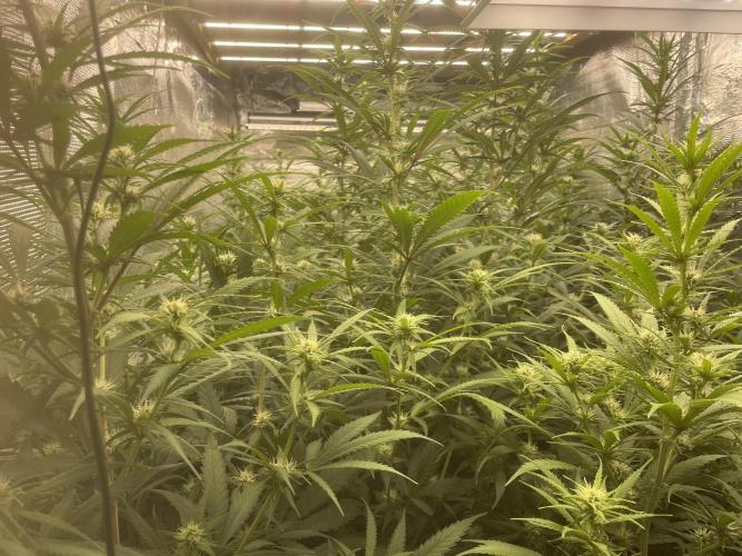 La hacienda. Week 8