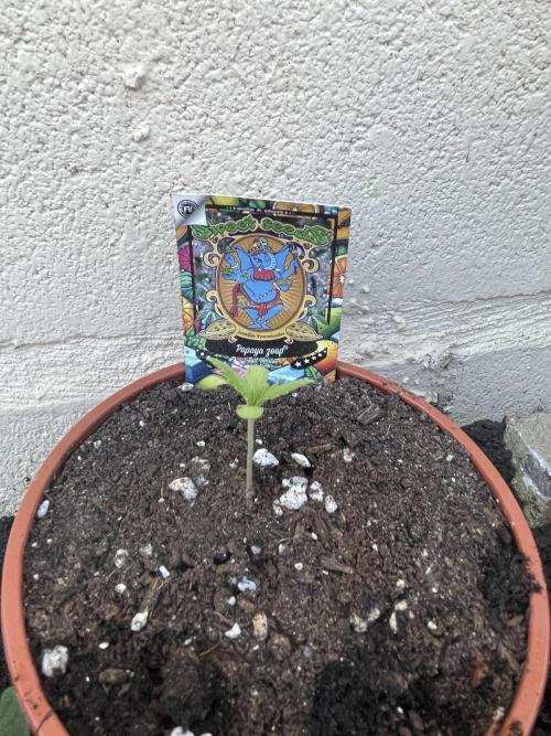 Papaya Cadifornia grow. Week 2