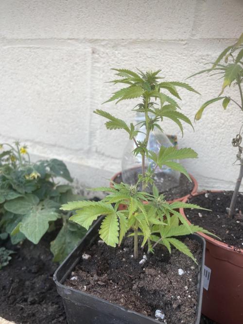 PURPLE PUNCH. Week 3
