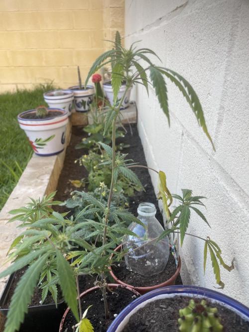 PURPLE PUNCH. Week 3