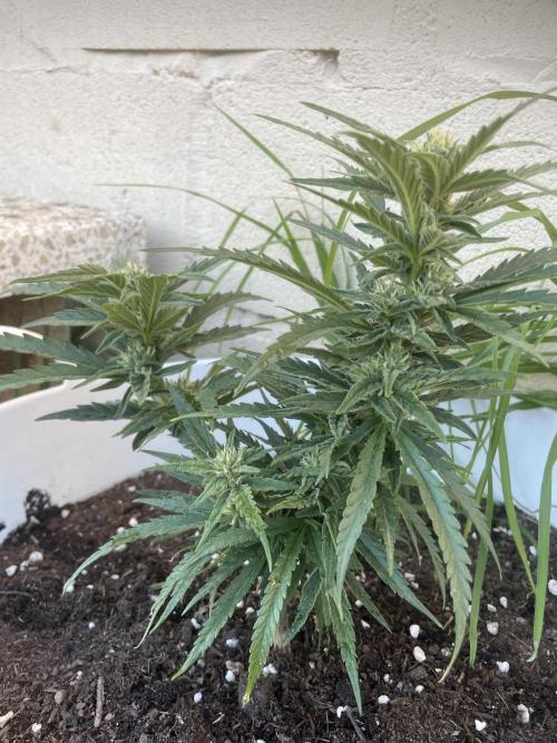 Amnesia al solito. Week 7