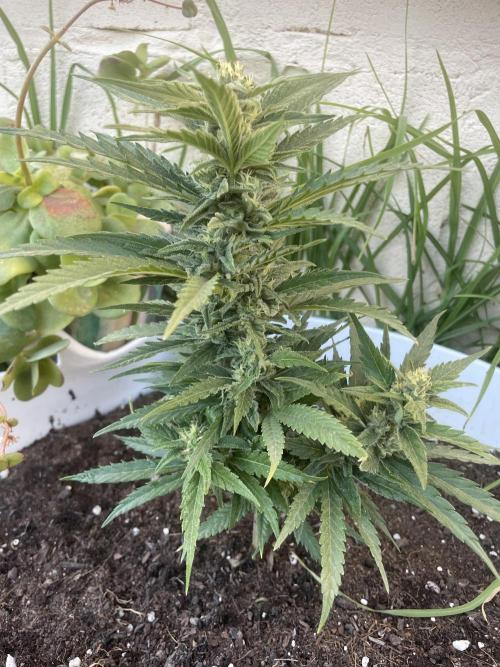 Amnesia al solito. Week 7