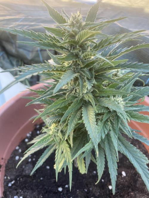 Amnesia al solito. Week 7