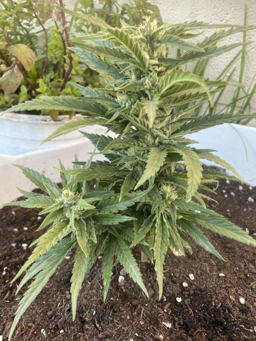 Amnesia al solito. Week 7