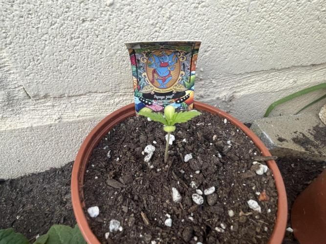 Papaya Cadifornia grow. Week 2