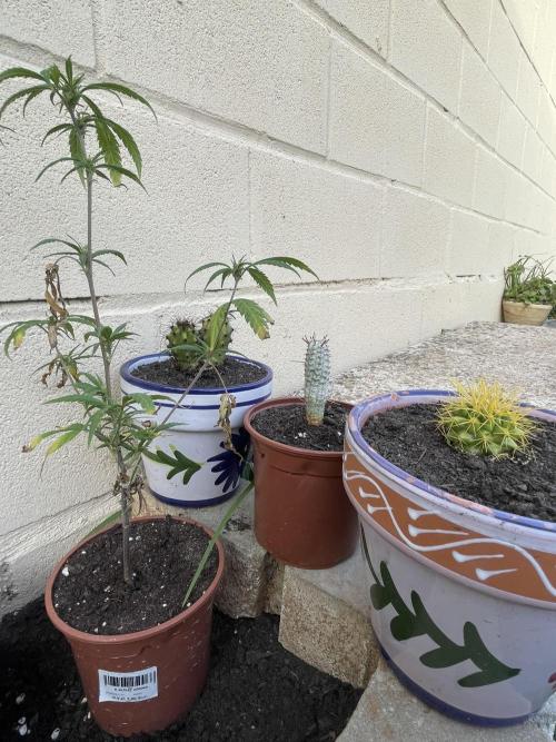 Papaya Cadifornia grow. Week 2