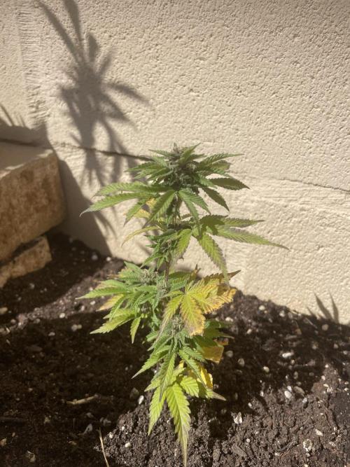 PURPLE PUNCH. Week 4