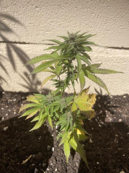 PURPLE PUNCH. Week 4