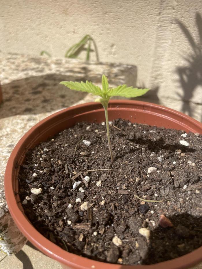 Papaya Cadifornia grow. Week 3