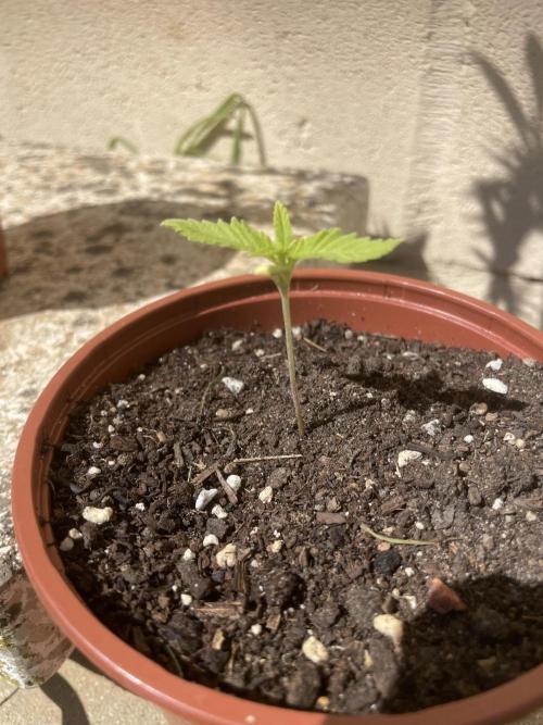 Papaya Zoap F1 Fast Version. Week 3
