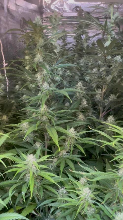 2 round amnesia haze selección