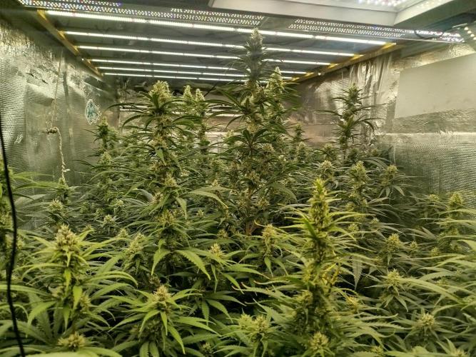 La hacienda. Week 11