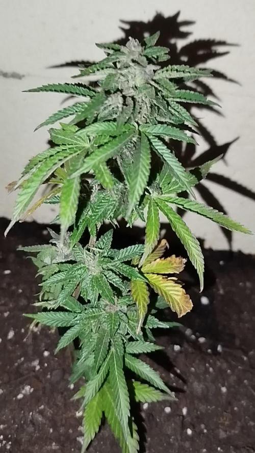 PURPLE PUNCH