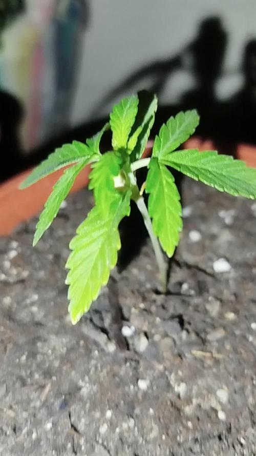 Papaya Cadifornia grow