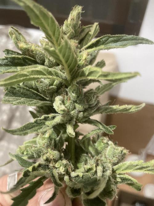 Growmix. Week 10