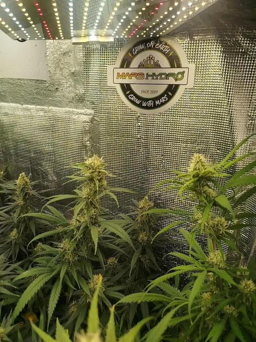 2 round amnesia haze selección