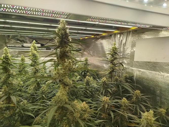 2 round amnesia haze selección
