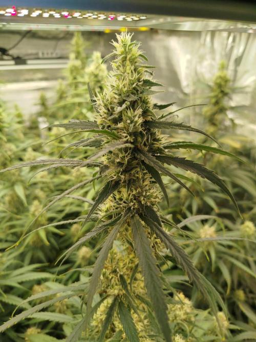 2 round amnesia haze selección. Week 12