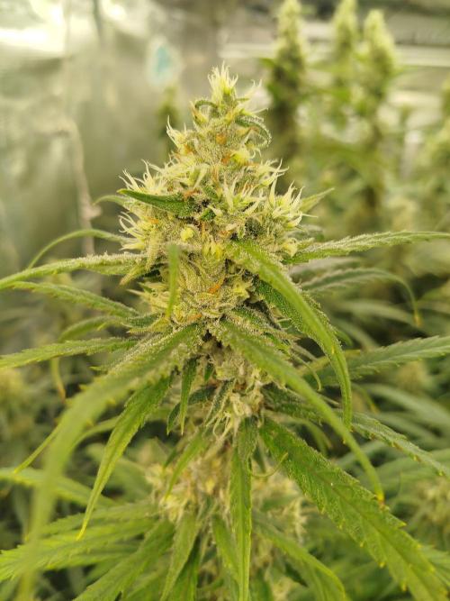 2 round amnesia haze selección. Week 12