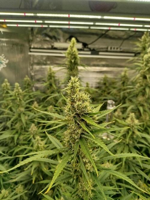 2 round amnesia haze selección. Week 12