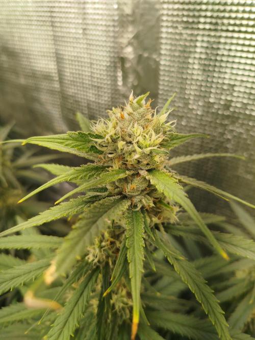 La hacienda. Week 12
