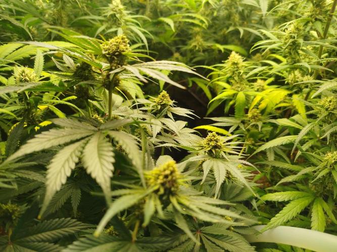 SP3000 300W LED. Week 16