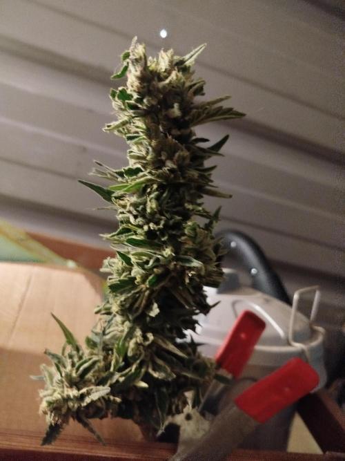 Amnesia al solito. Week 11