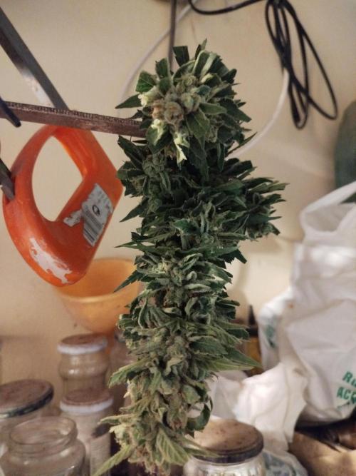 Amnesia al solito. Week 11