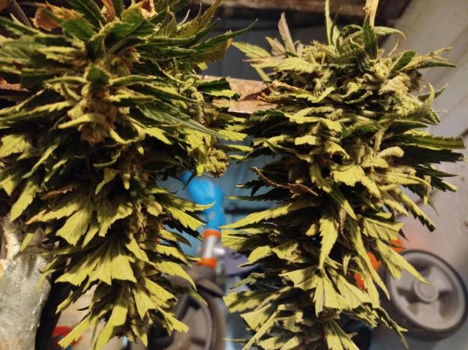 Growmix. Week 11