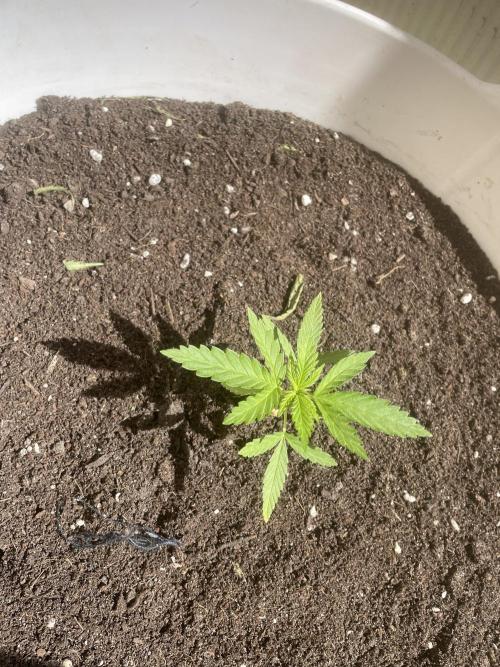 Papaya Cadifornia grow. Week 5