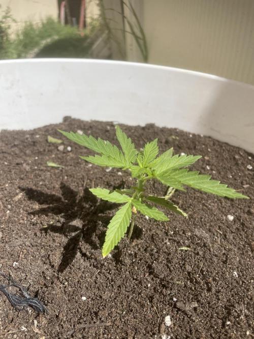 Papaya Cadifornia grow. Week 5