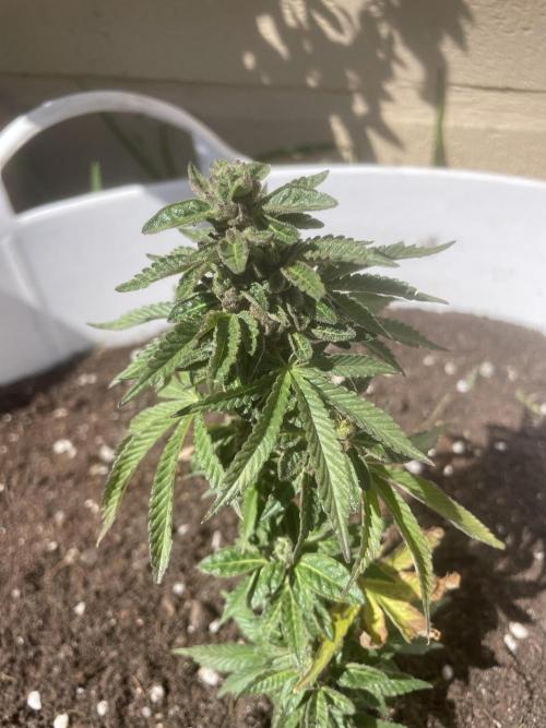 PURPLE PUNCH. Week 6