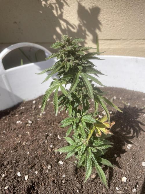 PURPLE PUNCH. Week 6