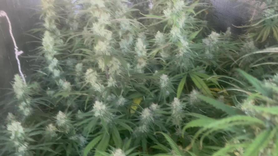 2 round amnesia haze selección