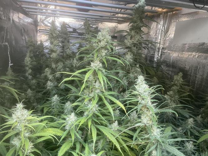 La hacienda. Week 13