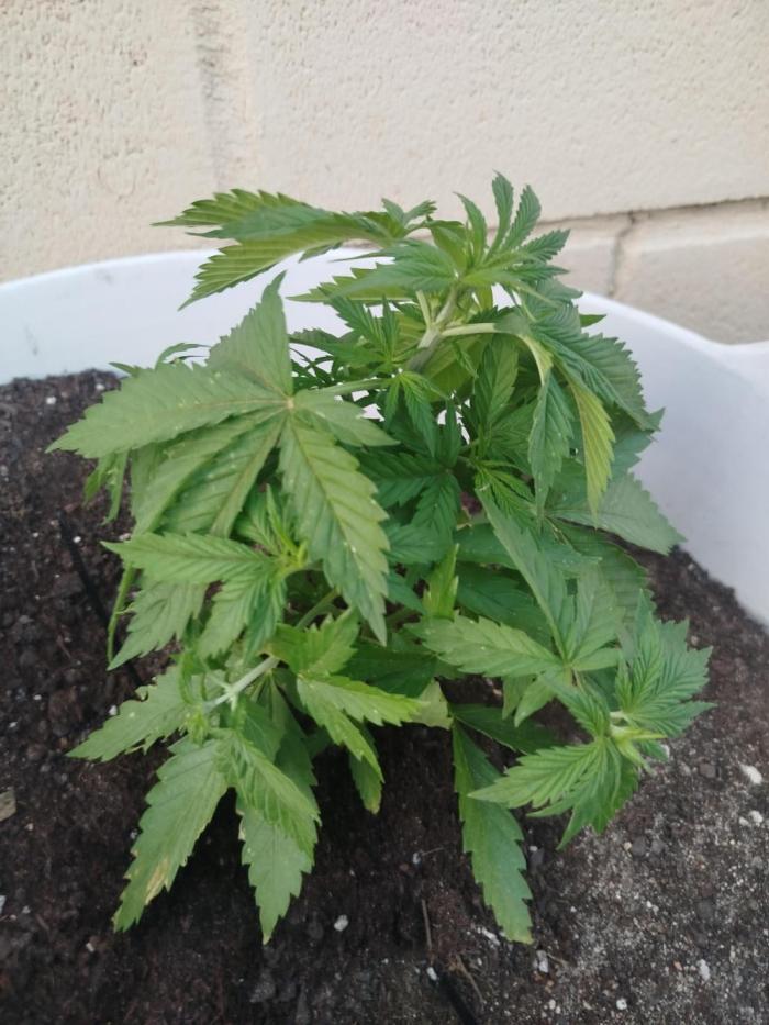 Papaya Cadifornia grow. Week 6