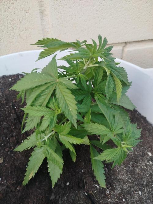 Papaya Zoap F1 Fast Version. Week 6