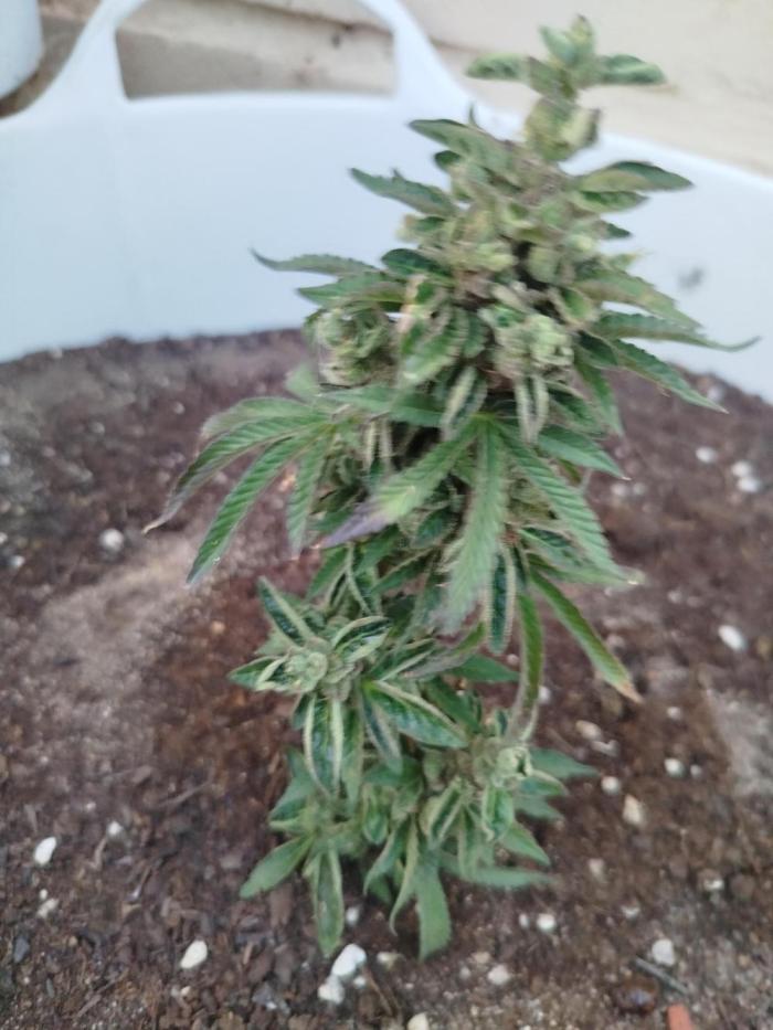 PURPLE PUNCH. Week 7