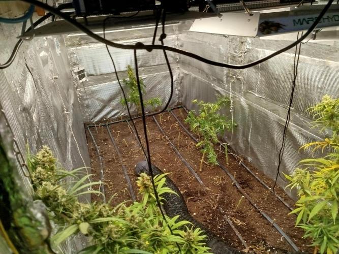 2 round amnesia haze selección. Week 14