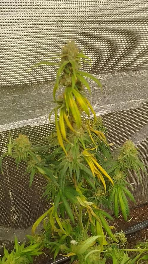 2 round amnesia haze selección