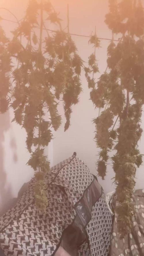 2 round amnesia haze selección