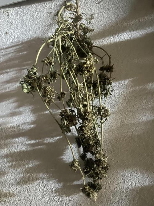 SP3000 300W LED. Week 18