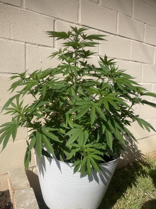 Papaya Cadifornia grow. Week 9