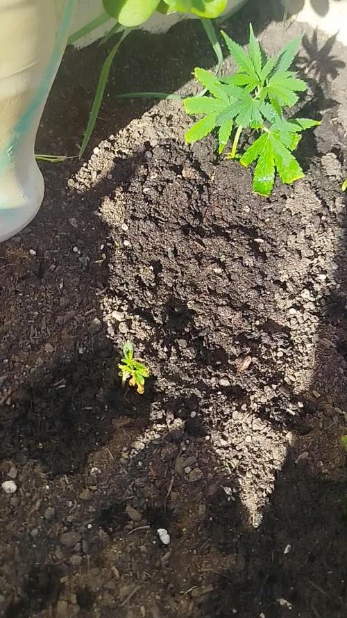 Papaya Cadifornia grow