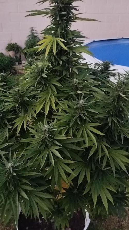 Papaya Cadifornia grow