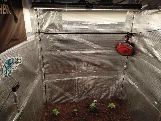 Mimosa Orange punch x papaya zoap. Week 1