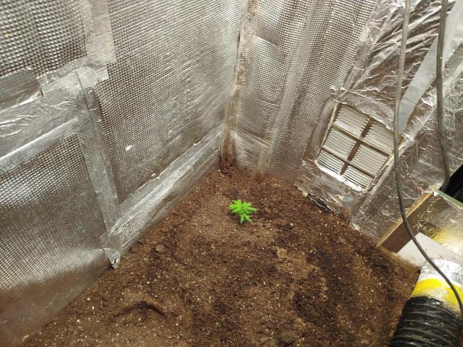 Mimosa Orange punch x papaya zoap. Week 1