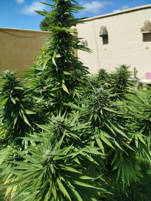 Papaya Cadifornia grow. Week 20