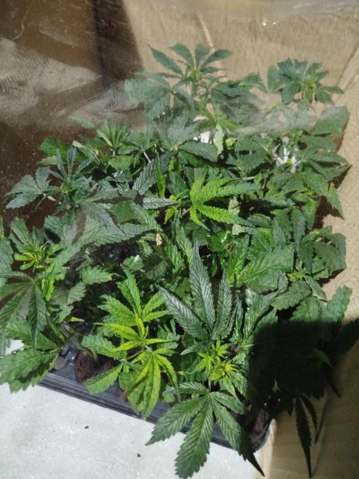 Dante's inferno x papaya zoap. Week 0